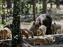 Safari in Pripyatsky National Park: watching wild boars