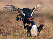 Berezinsky Biosphere Reserve: grouse lekking